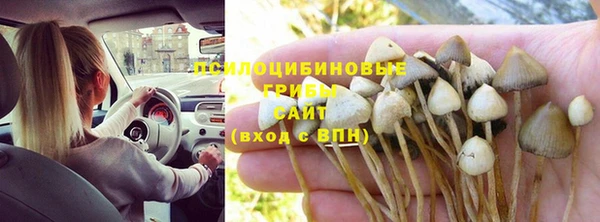 прущие грибы Баксан